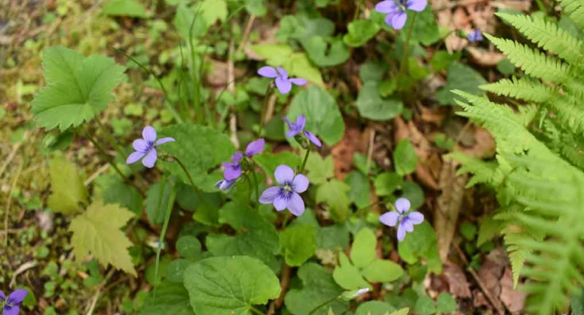 Purple flowers bloom among greenery 